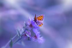 英雄联盟总决赛-绝杀之夜，2026世界杯H组的唯一传奇，孙兴慜与秘鲁的星河交错