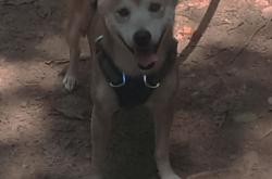 英雄联盟总决赛2025-一人点燃全队！武切维奇42分生涯之夜，开拓者掀翻步行者的战术密码