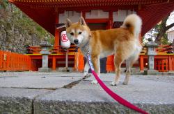 英雄联盟总决赛-巨浪摧城，公牛铁蹄踏碎撕裂之城，杜兰特化身末节破晓孤星