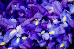 英雄联盟总决赛直播-双星照映不同大陆，当开拓者击碎质疑，福克斯在伯纳乌起舞