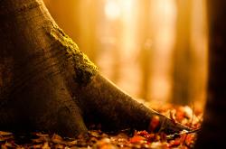 LOL决赛-极速与铁卫的跨界焦点，F1夜赛狂欢中惊现的橙衣守护神