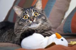 英雄联盟总决赛时间-冰与火之歌，图尔库战术手册如何点燃巴黎，内马尔加冕之战