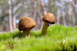 LOL赛事-从边缘人到焦点，阿根廷对阵中国，戈麦斯的救赎之战