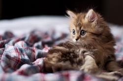 英雄联盟总决赛时间-冷门逆袭，当马克西用团队力量撕碎新疆王朝铁幕