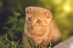 英雄联盟总决赛赛程-独行侠捍卫主场力克尼克斯，福克斯狂砍40+赛后评分接近满分