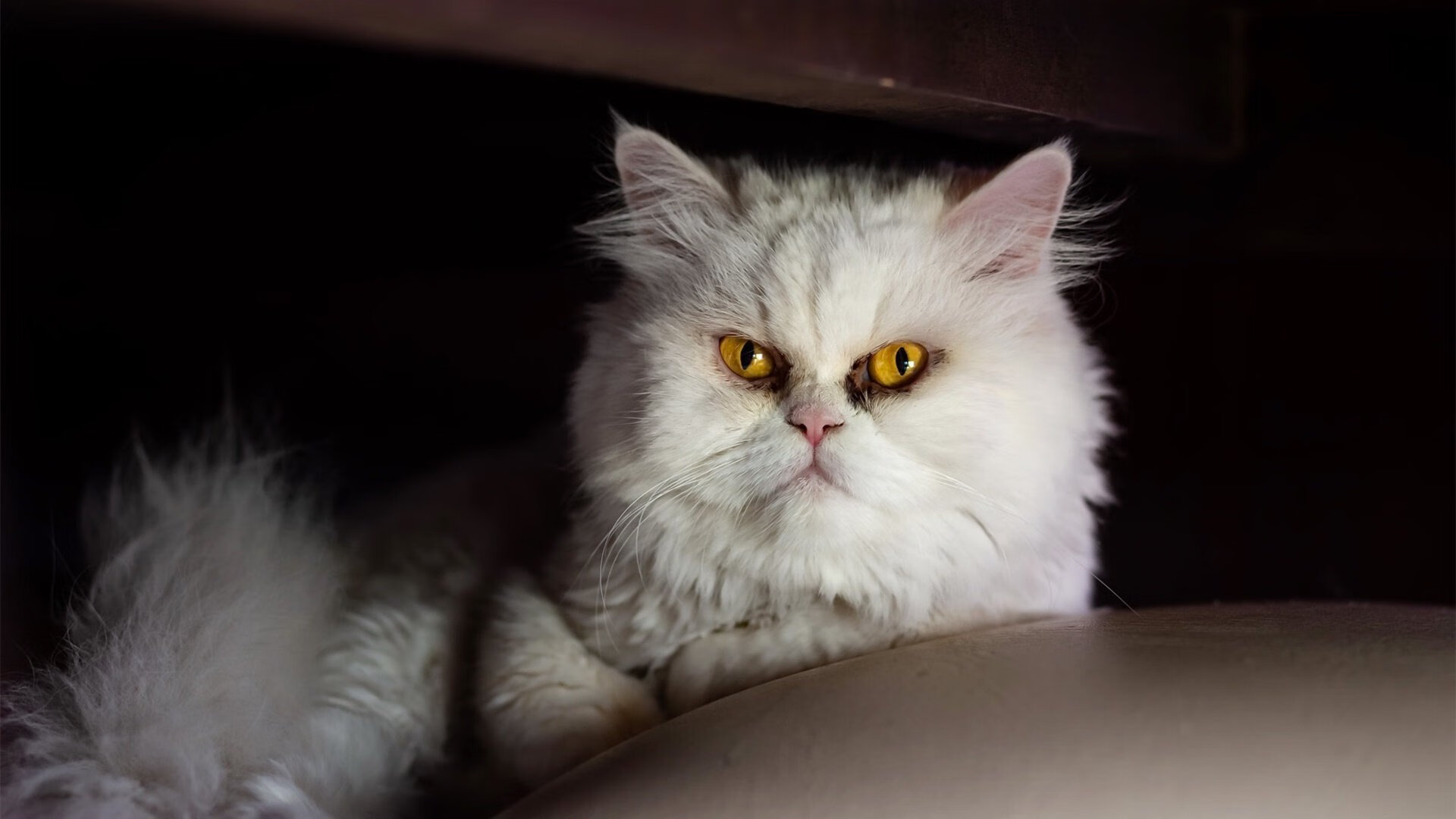 喀麦隆雄狮的终极咆哮，西亚卡姆生死战封神之夜