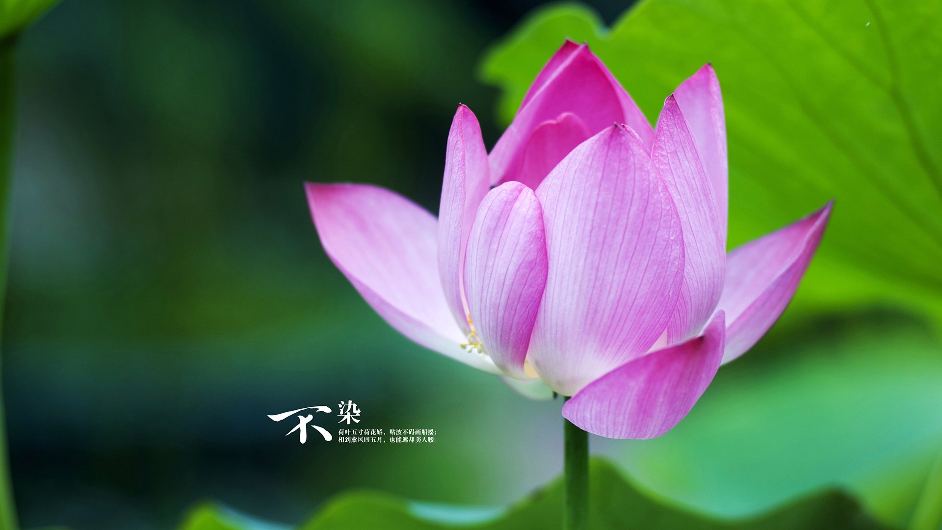 图腾与壁画，南非斩落佛罗伦萨，穆勒的无效跑动成为艺术