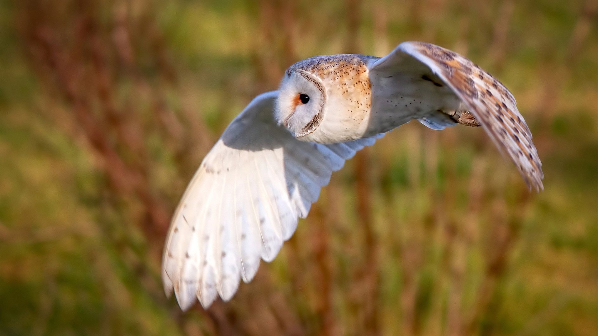 莱万哑火却见新王崛起,加维导演波兰客场制霸摩纳哥之战