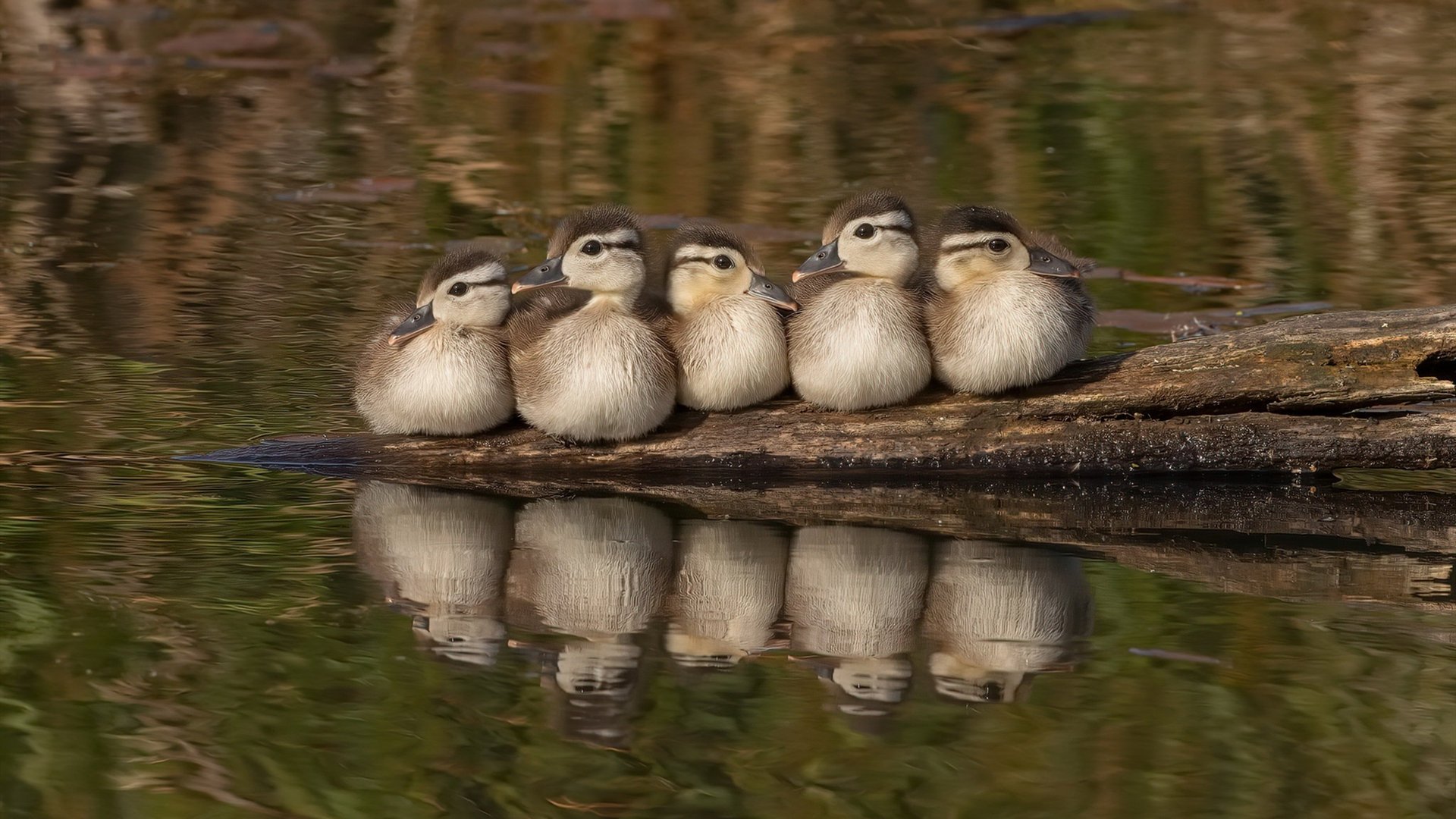 跨界烽火，唯一性破局，当福克斯成无解命题，浙江队如何令猛龙俯首？