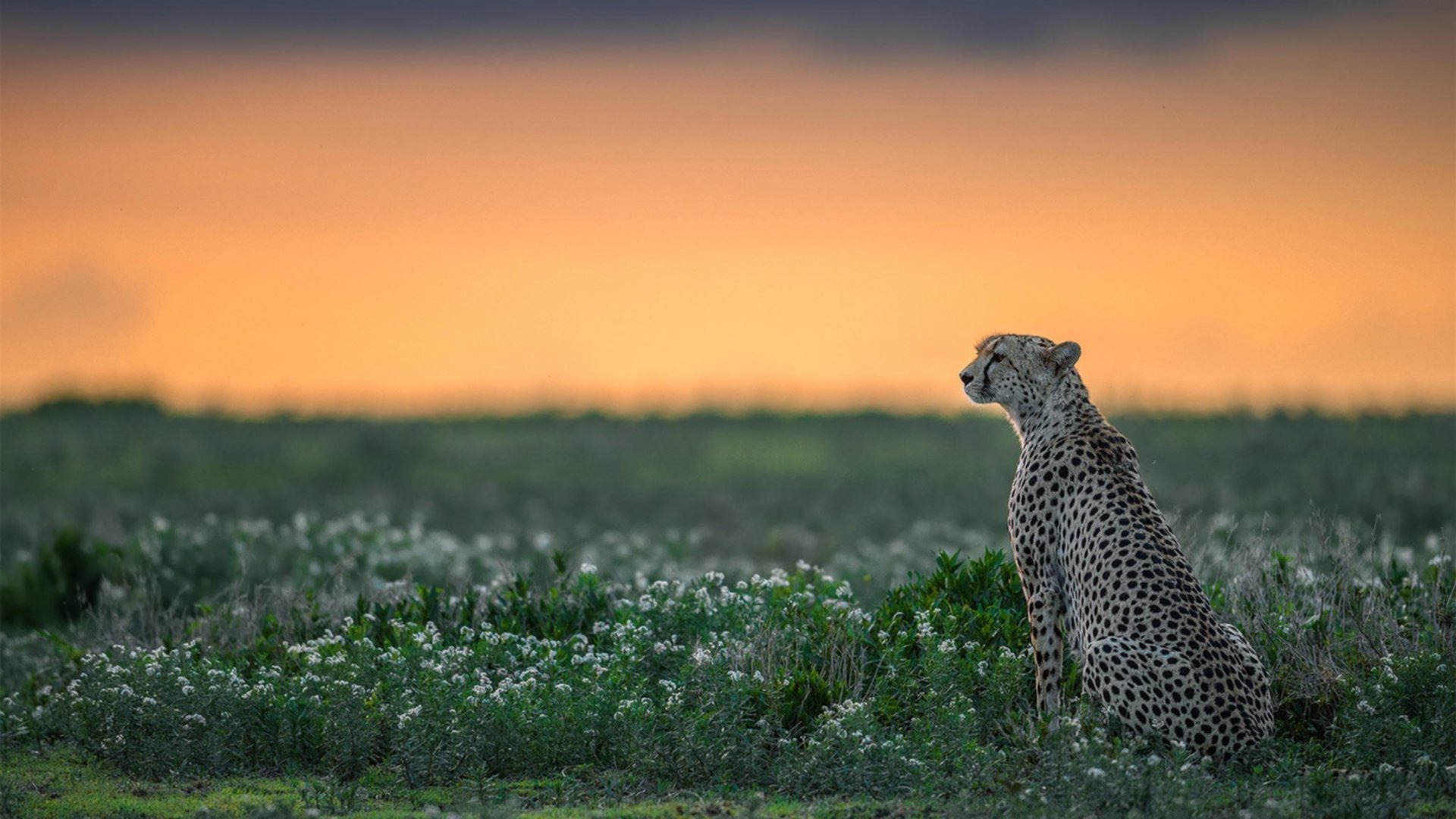 巨龙苏醒！贝林厄姆一锤定音，英格兰惊险冲垮瑞士铁壁