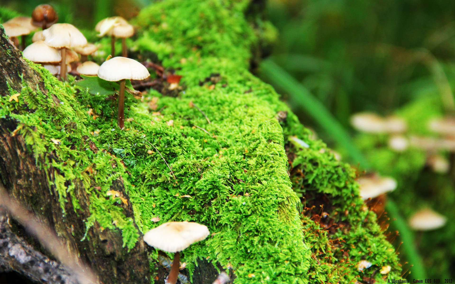 当世界聚焦于他