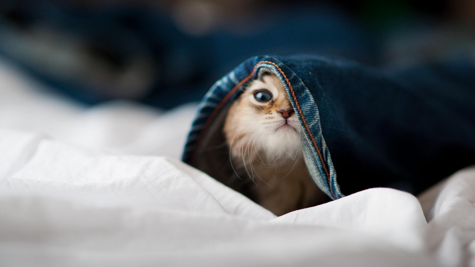 那不勒斯闪电侠，欧冠之夜，克瓦拉茨赫利亚用攻防写下个人史诗