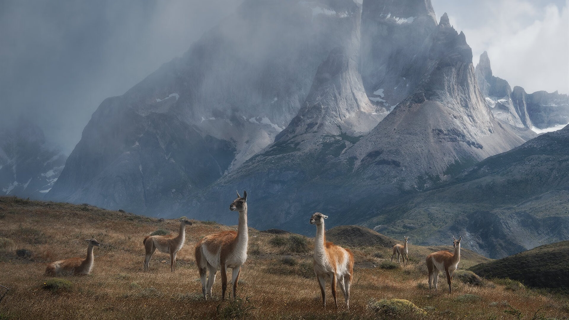 宿命与破局，当关键先生卡马文加助奥地利撕碎荷兰郁金香