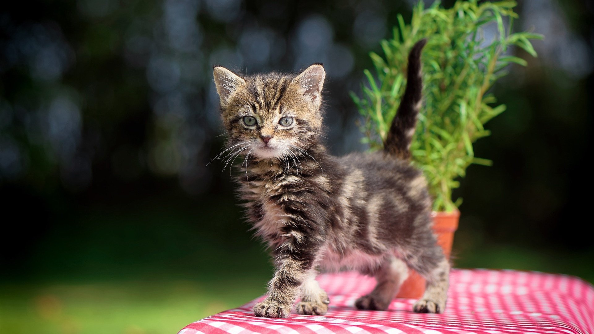 铁骑破晓!伦纳德30+三双封神,骑士主场速胜太阳三巨头