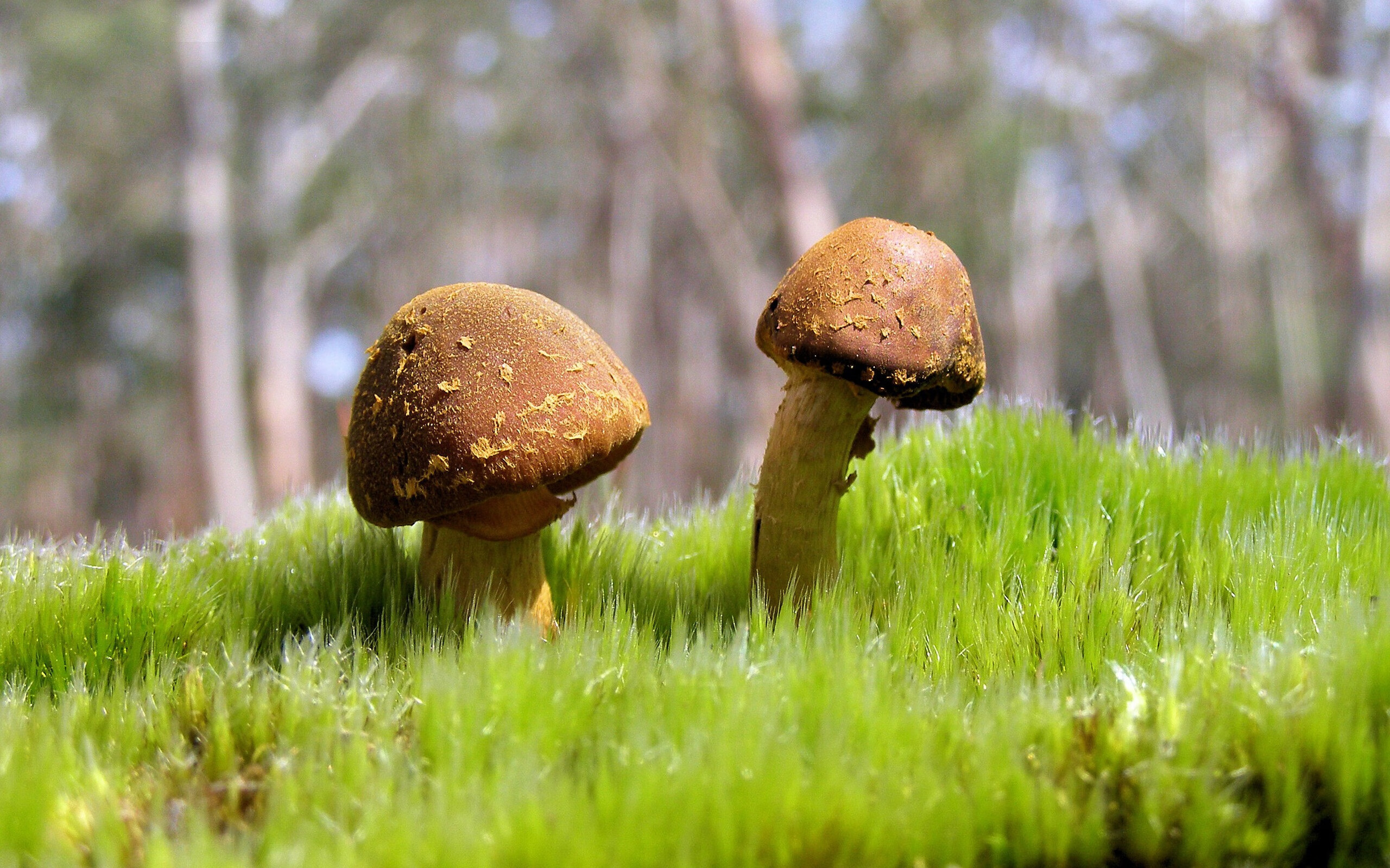 从边缘人到焦点,阿根廷对阵中国,戈麦斯的救赎之战