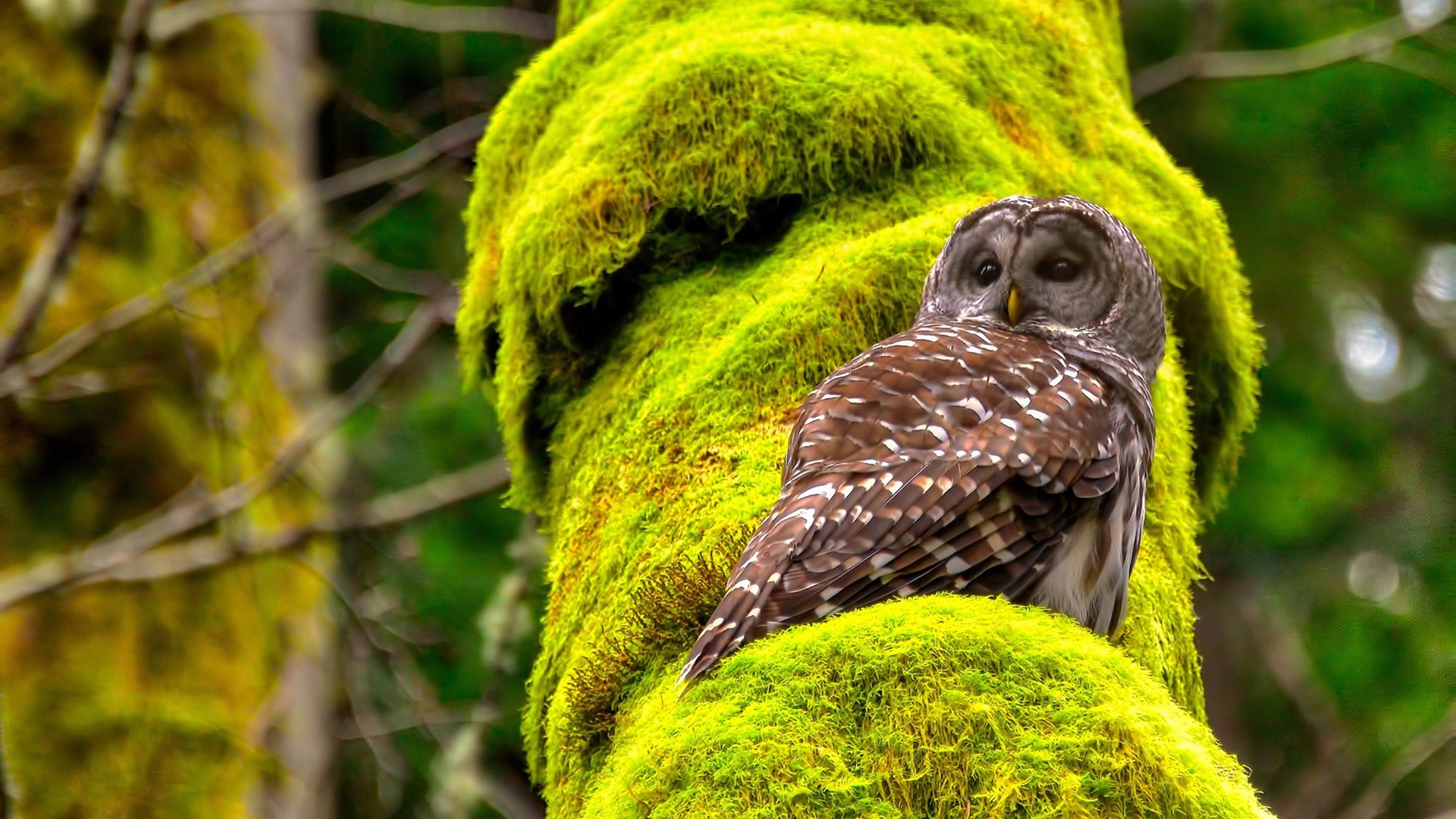 冰火淬炼,王者诞生,西亚卡姆完美发挥助热火决胜局力克奇才