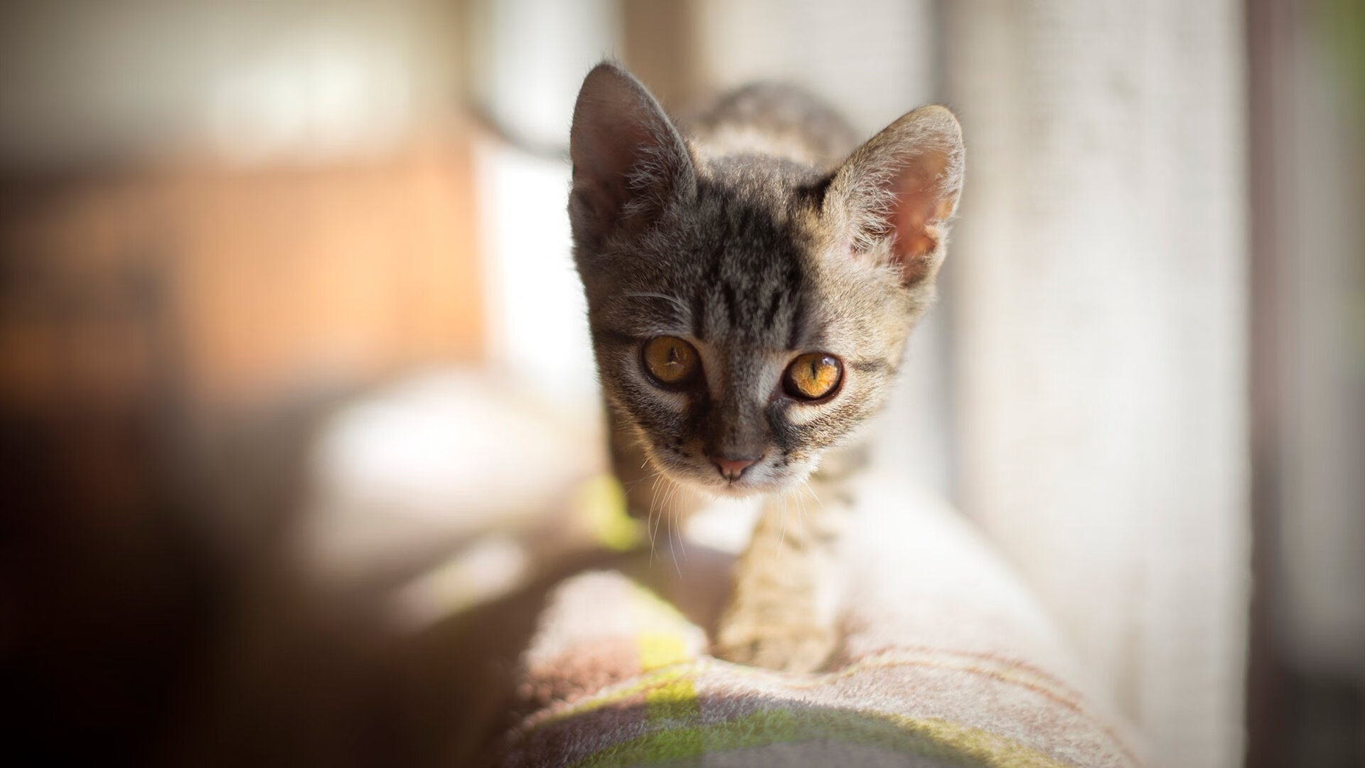 棋盘与球场,战略纵深与个人英雄主义的双重奏