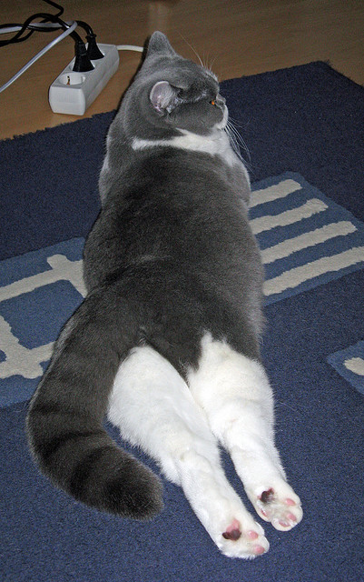 临界点,当芝加哥的最后一秒遇见慕尼黑的加时赛