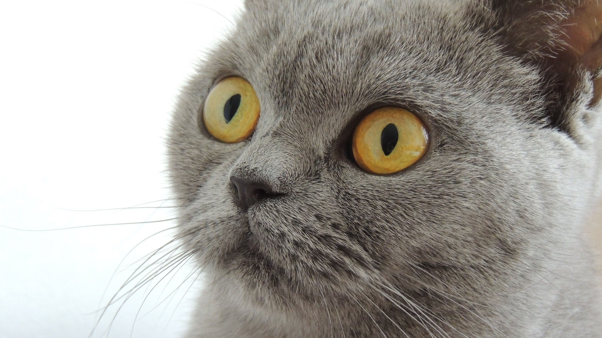 蓝领巨塔的黄金五分钟,当戈贝尔的双手,在欧冠之夜奏响冰与火之歌