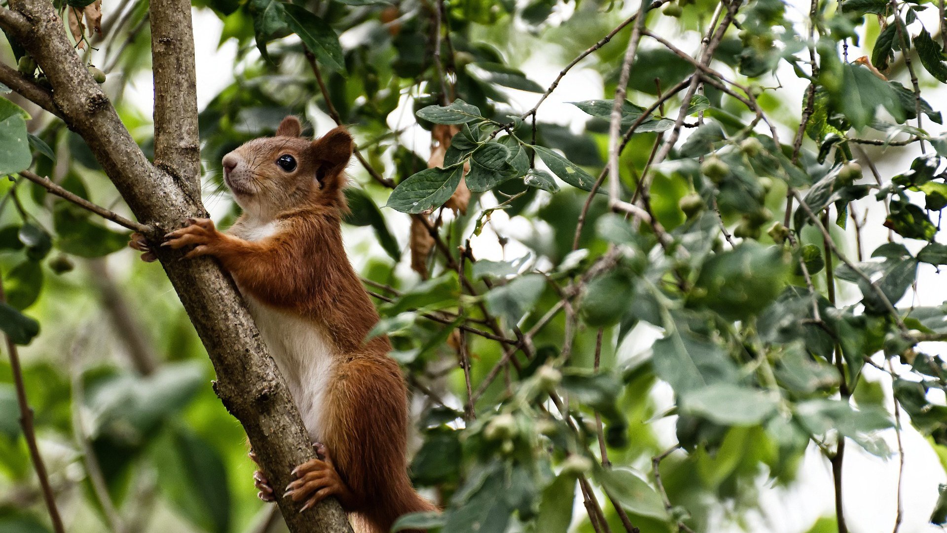 魔术·骑士与乔治不落，一场胜利与一份稳定的胜利拼图