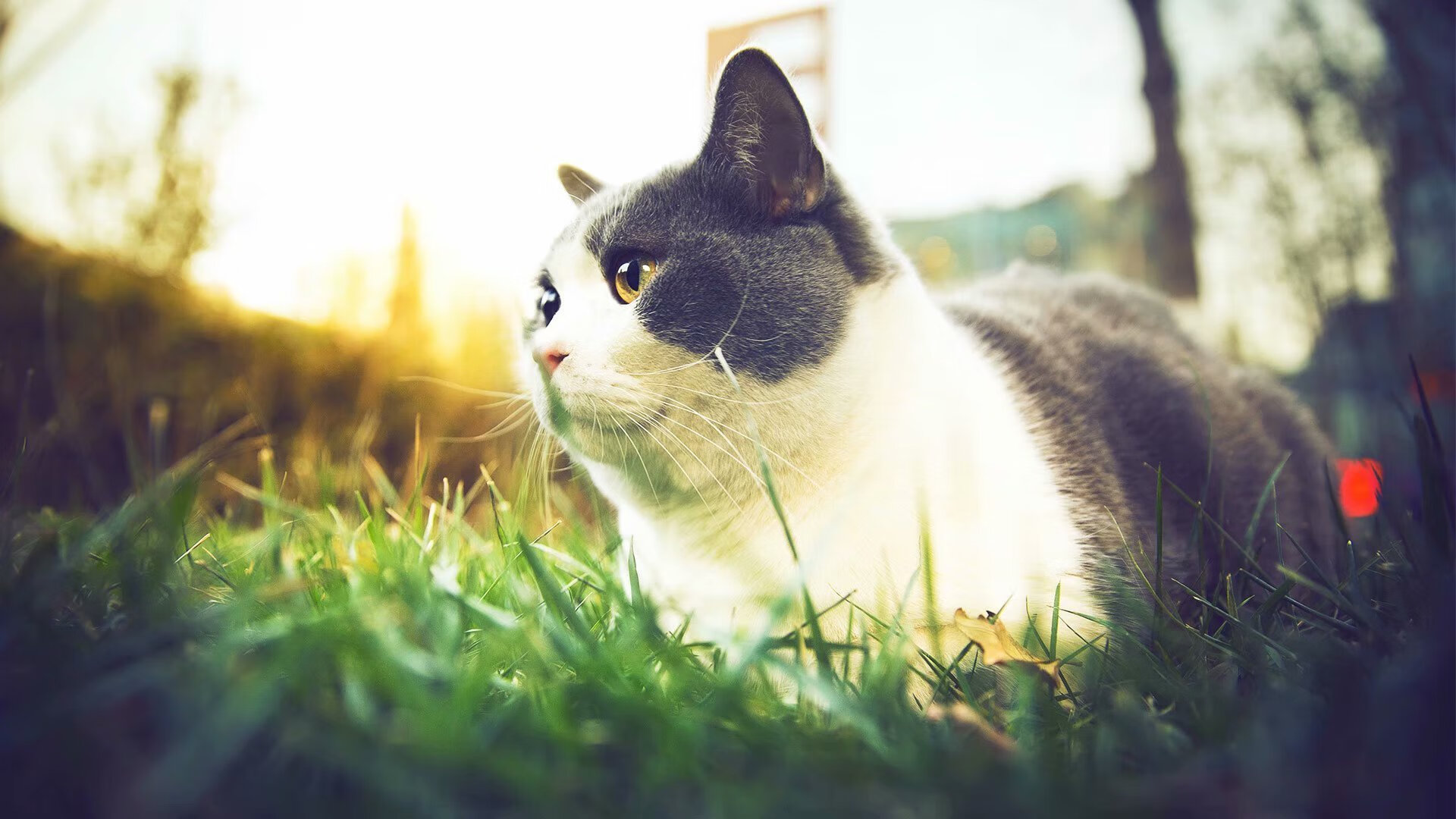 冷门逆袭，当马克西用团队力量撕碎新疆王朝铁幕