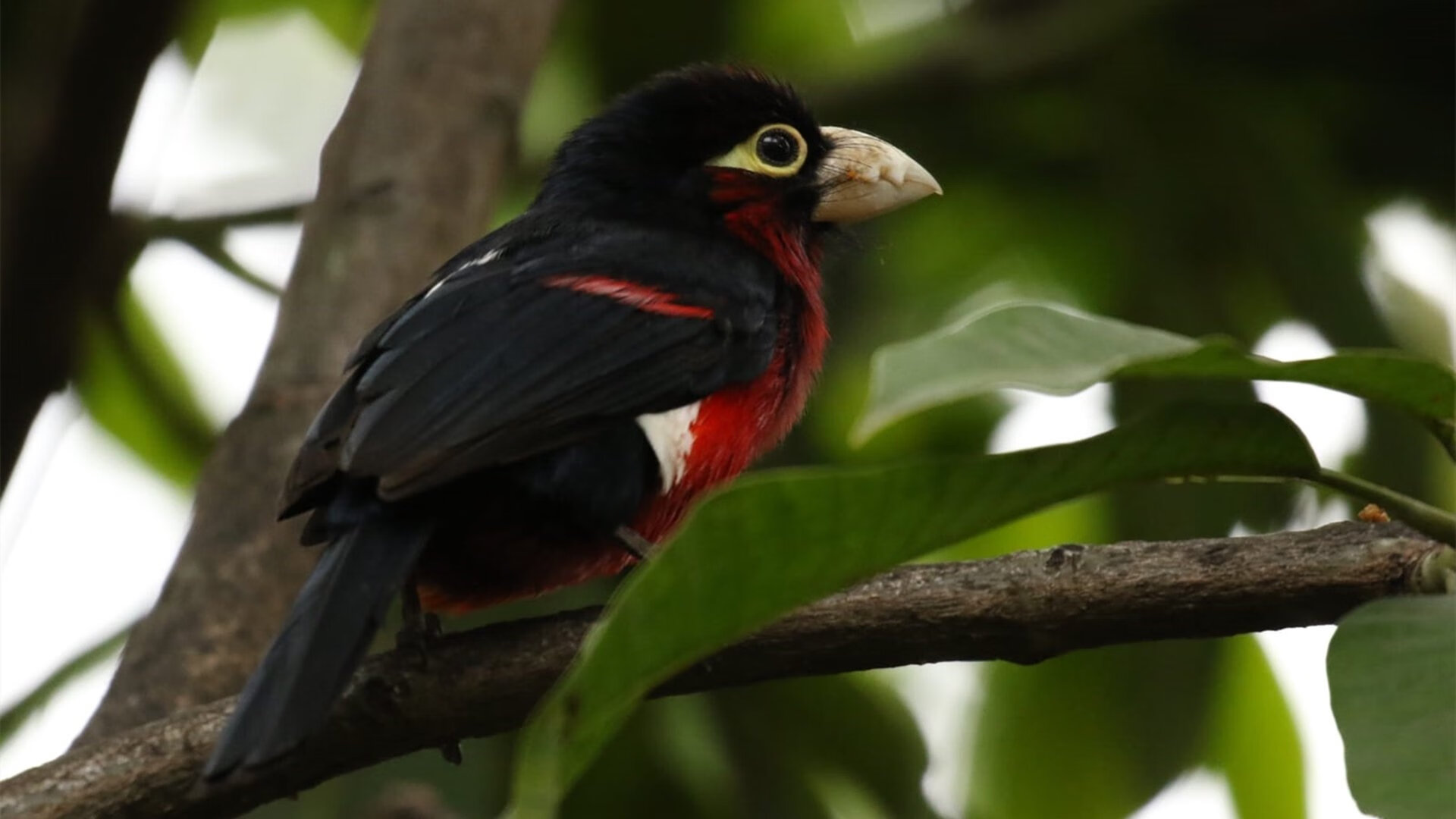 中国男足友谊赛轻取哥伦比亚,哈弗茨屡造威胁难救主