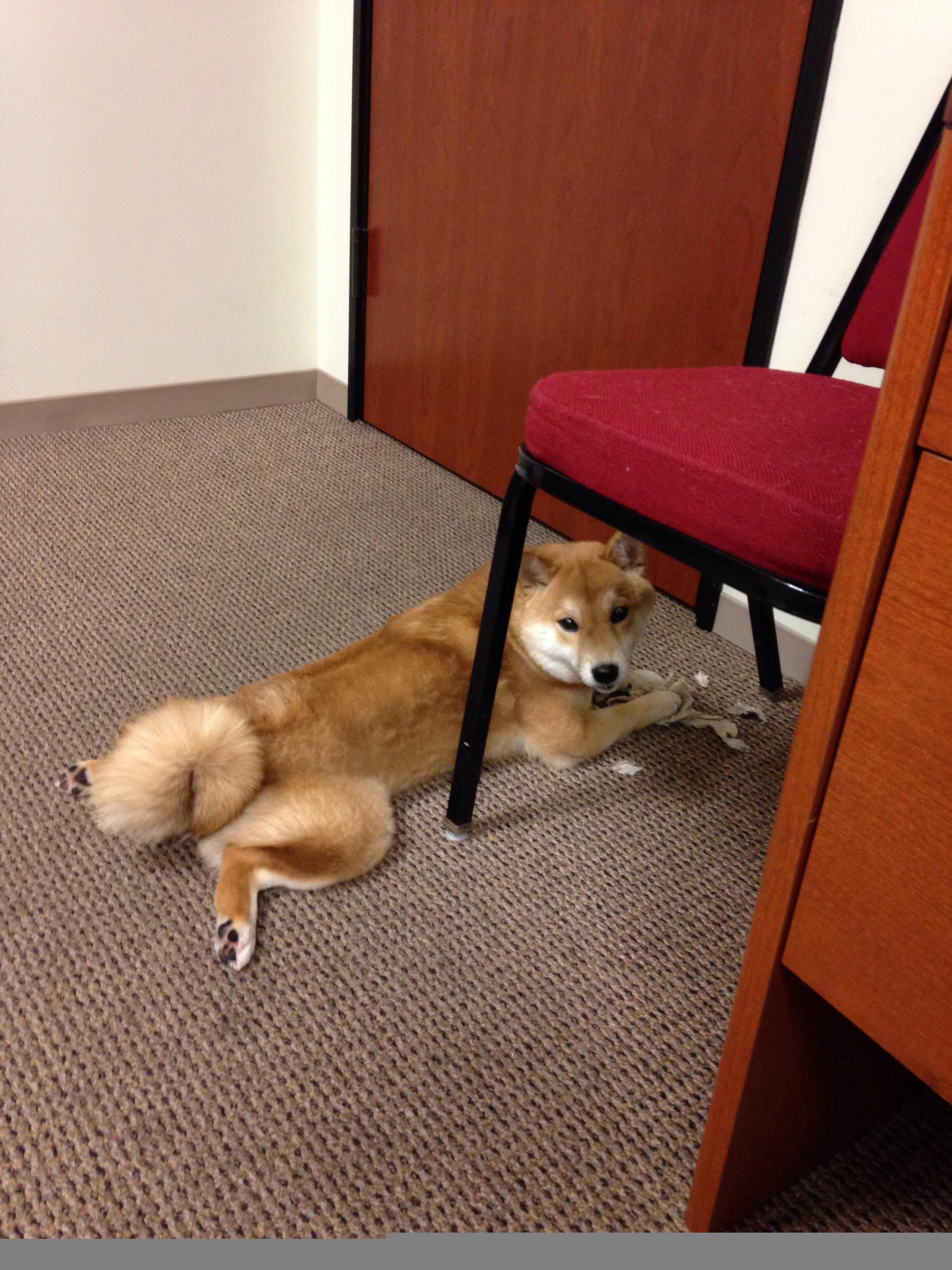 王座之争，当德甲铁骑遇上丹佛高原，体育史诗如何书写命运交响曲？