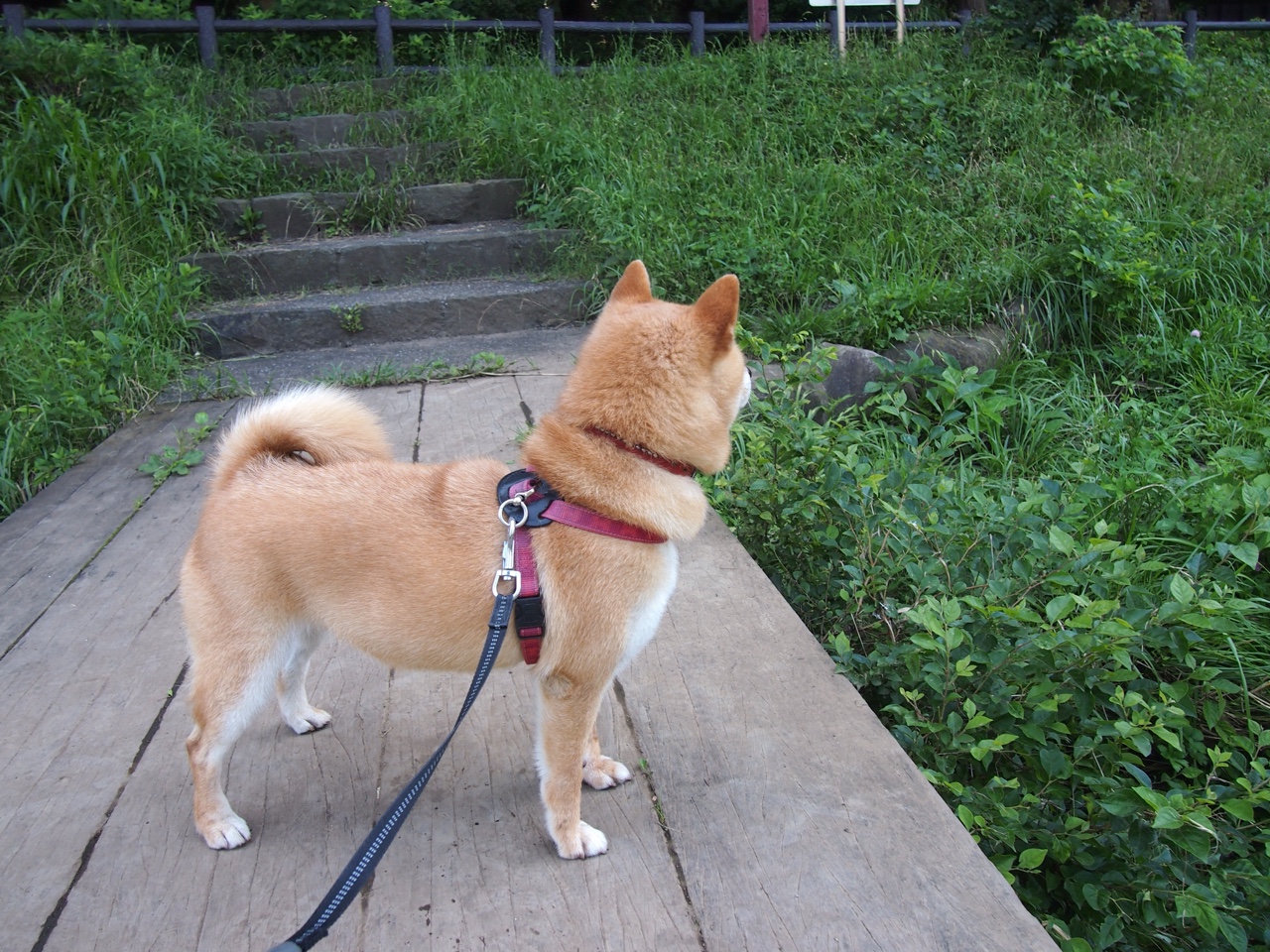 冰面魔术师，英格拉姆用透明屏障封锁魔术的狂欢