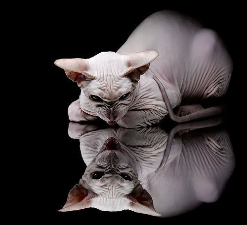 双塔奇谋，从黄蜂闪电战到戈贝尔的终极接管