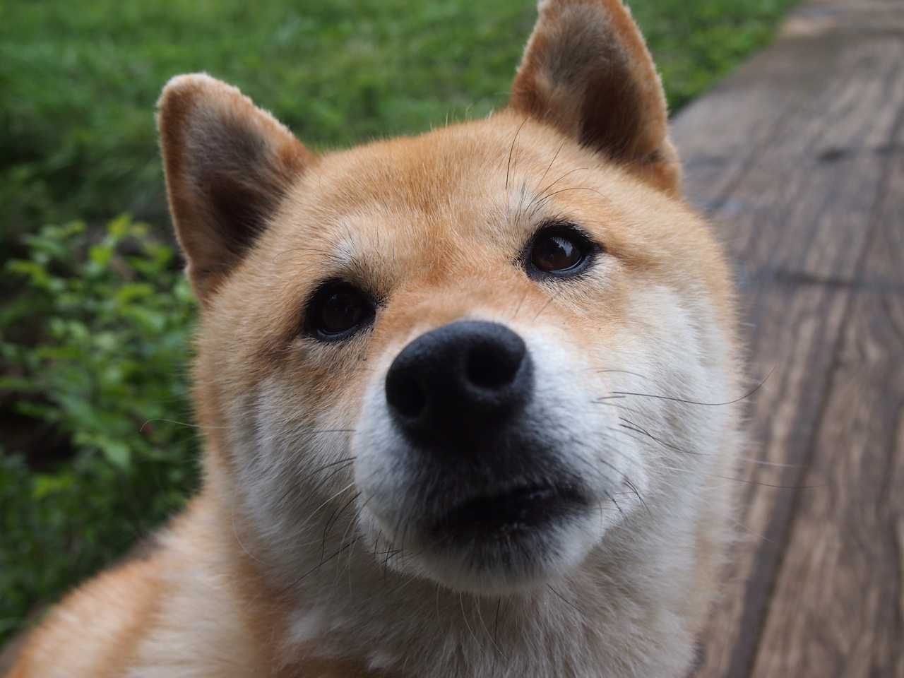 铁壁公牛扬蹄破局,班凯罗三叉戟扛旗定江山